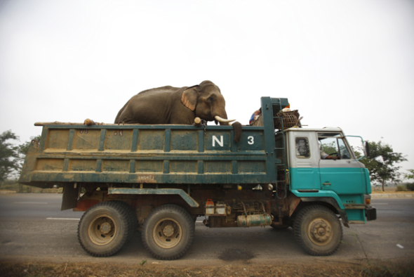 An elephant is being transported in a truck from Taungoo towards Bago