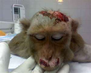 Primate # 1 2011 Neurological experimentation