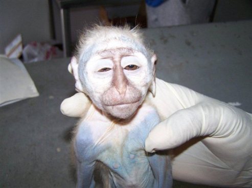 Leaked pictures show the insane torture that our primate are put through This poor little boy is dying, barely alive.
