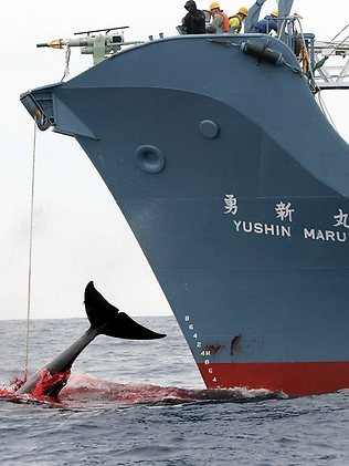 Japanese Whale Killers 2 days from leaving port to slaughter more Whales for apparant RESEARCH ?? Japanese Whale Killers 2 days from leaving port to slaughter more Whales for apparant RESEARCH ??
