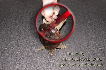 This is BAD HANDLING of a Snapper Turtle Bad Handling of a Snapper Turtle. DO NOT handle them this way as it will cause injuries.