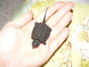 New born Snapper Turtle New born Snapper Turtle