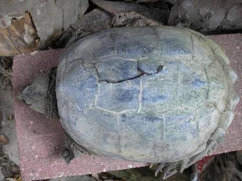 Injured Snapper Turtle - Shell is cracked after being slammed to the ground. Injured Snapper Turtle - Shell is cracked after being slammed to the ground.
