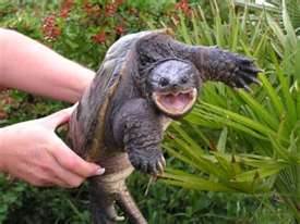Common Snapper Turtle, and how they should be handled, or by holding them under their legs and grasping them in the palm of you hands.