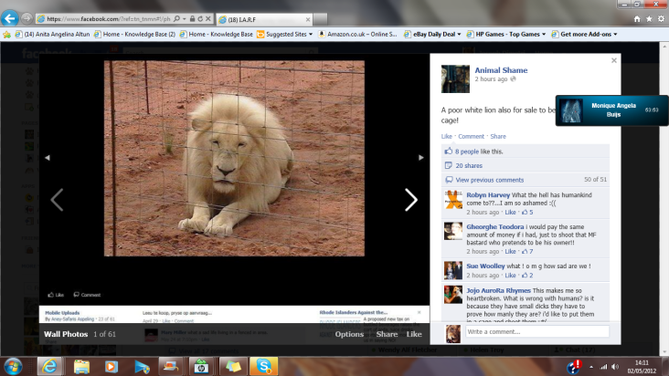 Lion ready for Canned Lion hunt Canned Lion Hunt