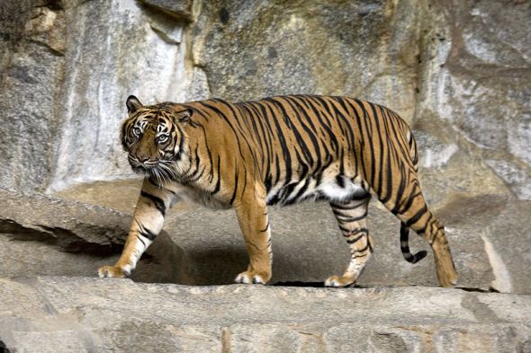 The Sumatran Tiger Endangered Sumatran Tiger
