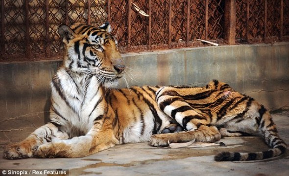 A shocking look at what the tourists do not see. Often told there is no food left to feed them. Bengal Tiger, being starved to make tiger bone wine.