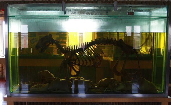 Tiger - In a Tiger bone wine vat Tiger bone wine vat