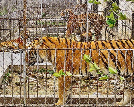 This Tiger is lonely suffering from starvation pains, but is not as bad as most ready to be murdered
