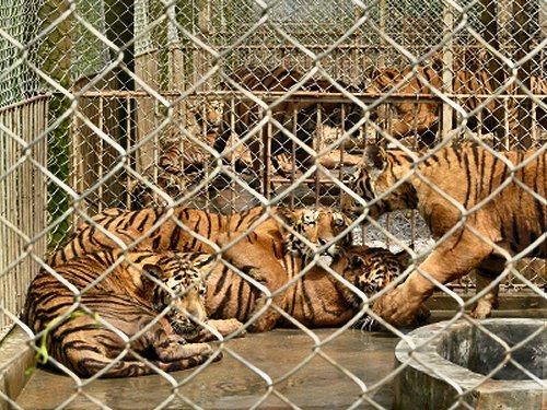 Bengal Tigers house like this do not live long at this so called tourist attraction. Cage full of Bengal Tigers. This is not the way our cats should be kept.