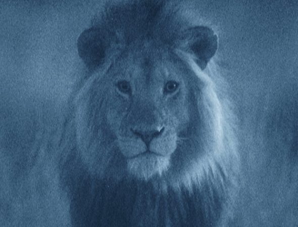 West African Lion taken using a Starlight Camera. West African Lion taken using a Starlight Camera.