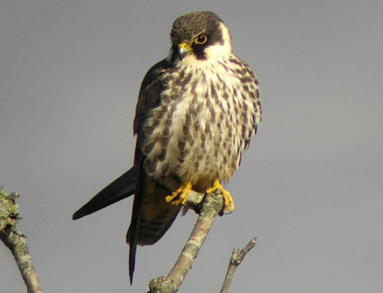550px-Eurasian_Hobby