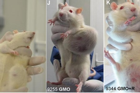 (GMO) ARE TESTED ON RODENTS EVERYDAY