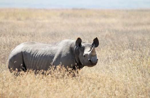 black-rhinoceros_