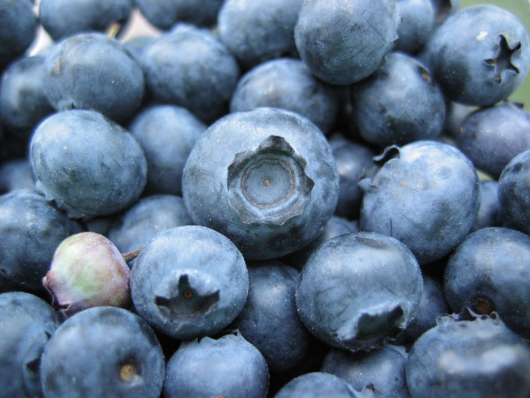 Bunch_of_blueberries