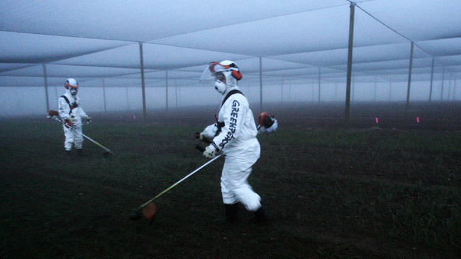 All GMC must be destroyed