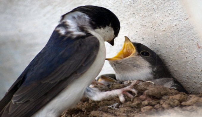 house_martins_685_400