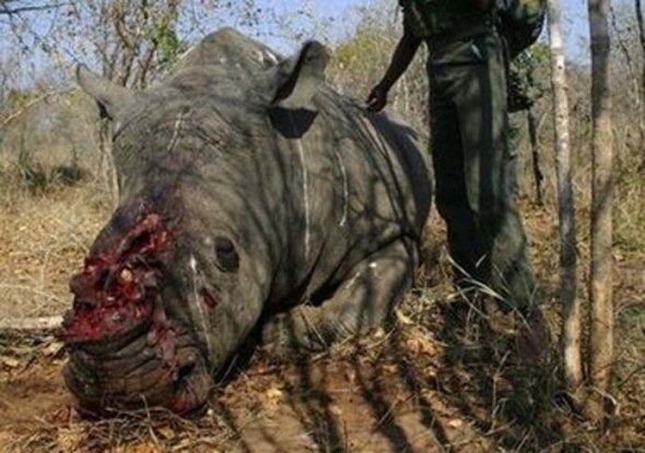 rhino-in-africa