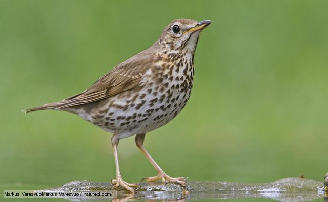 SONG THRUSH