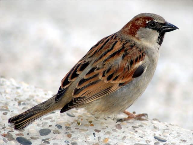 sparrow