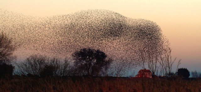 Somerst Starlings