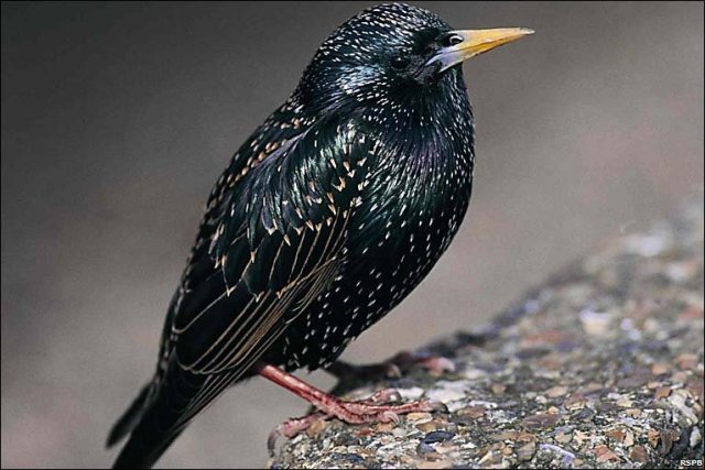 starling