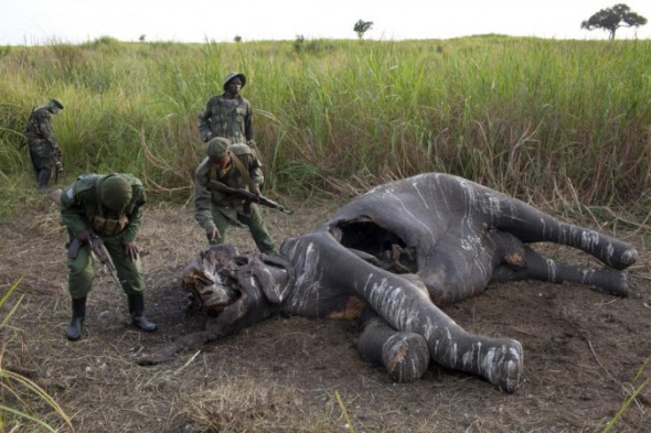 africa_elephant_poaching_13_xnyt169_31086117-e1346872274817