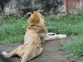This lion died 2 weeks ago - WELCOME TO BENUE ZOO - please DONATE
