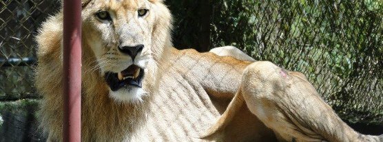 DEAD FROM STARVATION - NIGERIAN GOVERNMENT