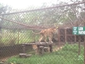 The female Lioness is still alive - we need to keep her that way and relocate her