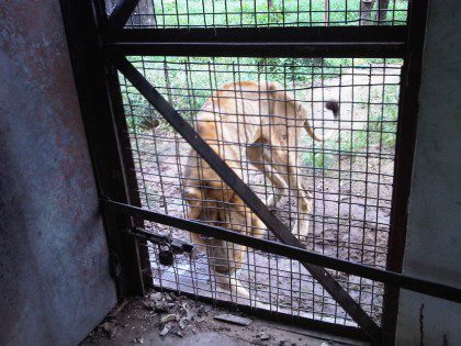 THE ANIMALS ARE DEAD ALL 80% OF THEM "YET THEY ARE ALL FINE"