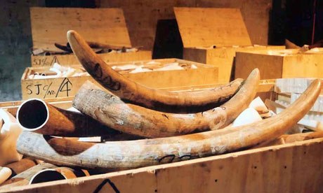 illegal-African-ivory-007 (1)