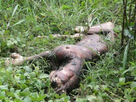 ALL HYENAS DEAD - THE ANIMALS ARE FINE THOUGH !!!