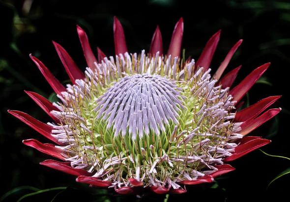 1-king-protea--hawaii-mark-christian