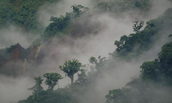 forests-why-matterHI_51818