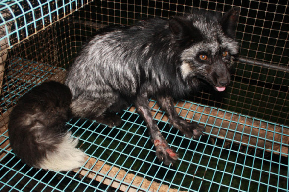 fur_farm_CREDIT_Oikeutta_Eläimille-29