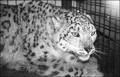 leopard_popup