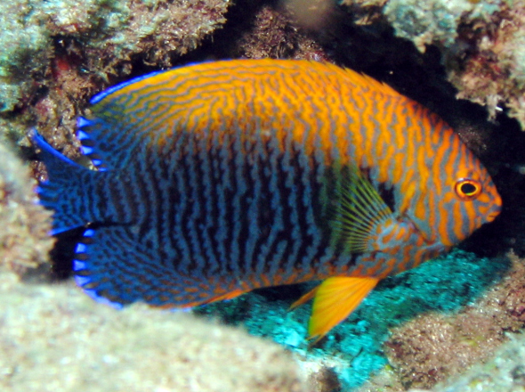 pottersangelfish3