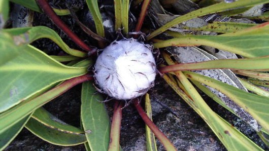 Protea cryophila close-up_CCarling (Main)
