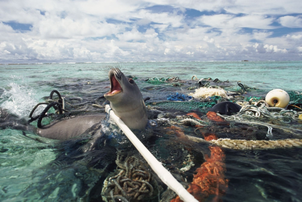 Hawaiian monk seal caught in fishing tackle off Kure Atoll, Pacific Ocean