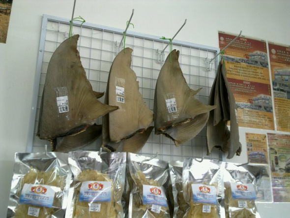 Shark-fins-for-sale-at-a-market.-Photo-credit2