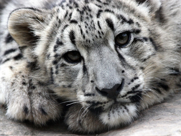 snow_leopard_face_predator_52072_1600x1200
