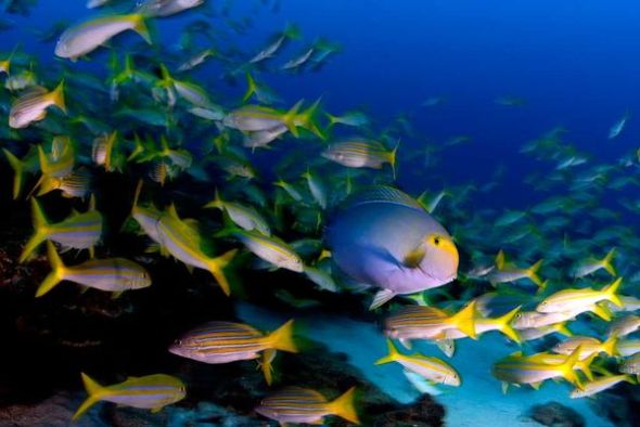 surgeonfishsnappersgoatfish_18077_600x450