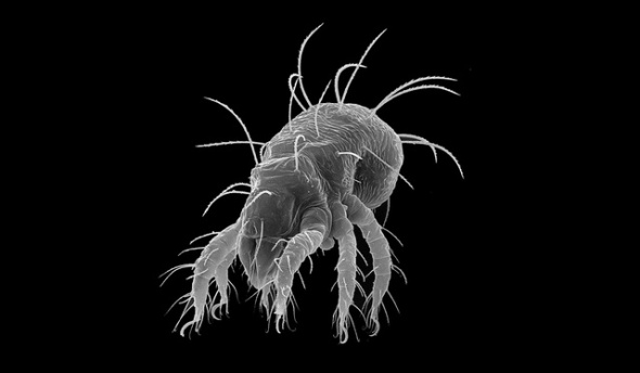 Archegozetes longisetosus _Hornmilbe_