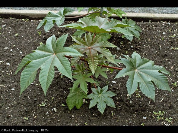 Castor_Oil_Plant_Ricinus_communis_DP254
