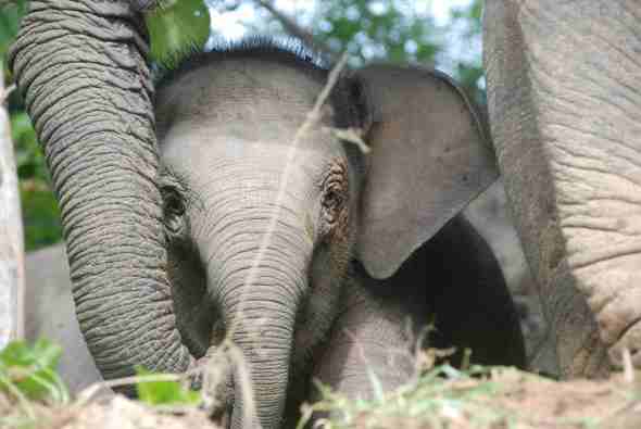 pygmy-elephant-baby-Megan-English-low-res