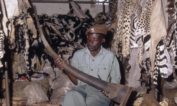 Rhinos_Main_8.6.2012_ThreatsHI_13578