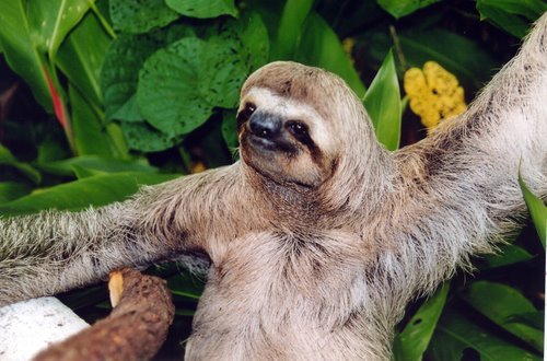 sloath