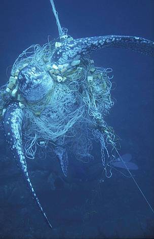 sp_leatherback_turtle_caught_in_net_600x800_4089
