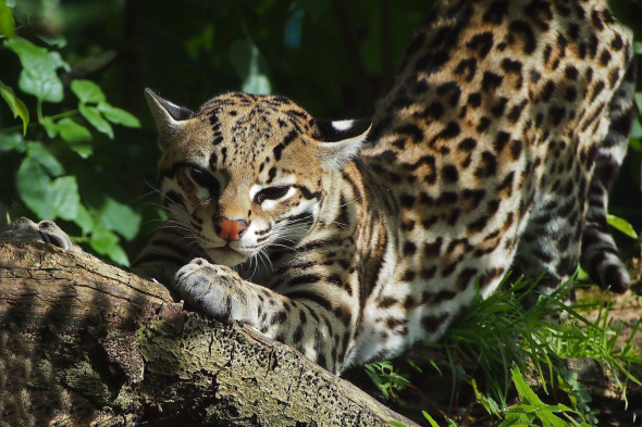 beautiful-ocelot-in-the-bushes-247424